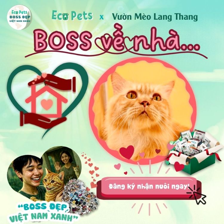 Chiến dịch Boss Về Nhà
