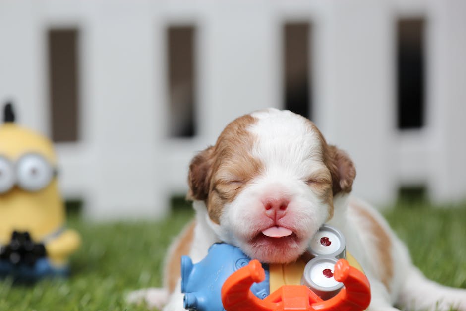 Giải pháp nguồn hàng sỉ pet shop uy tín