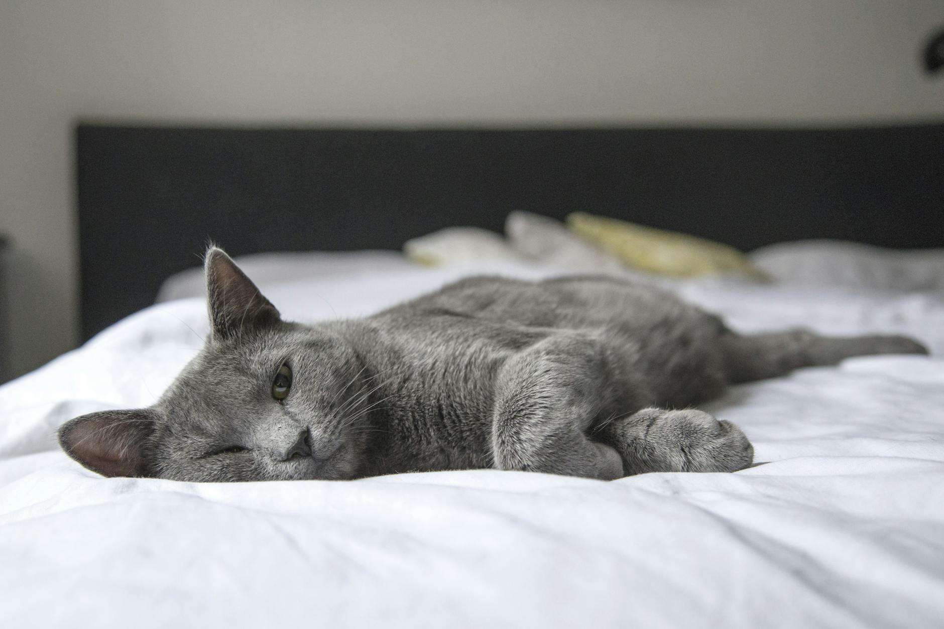 xơ xác còi cọc ở cún lớn tuổi