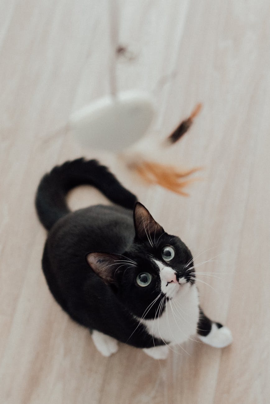 xơ xác còi cọc ở cún lớn tuổi