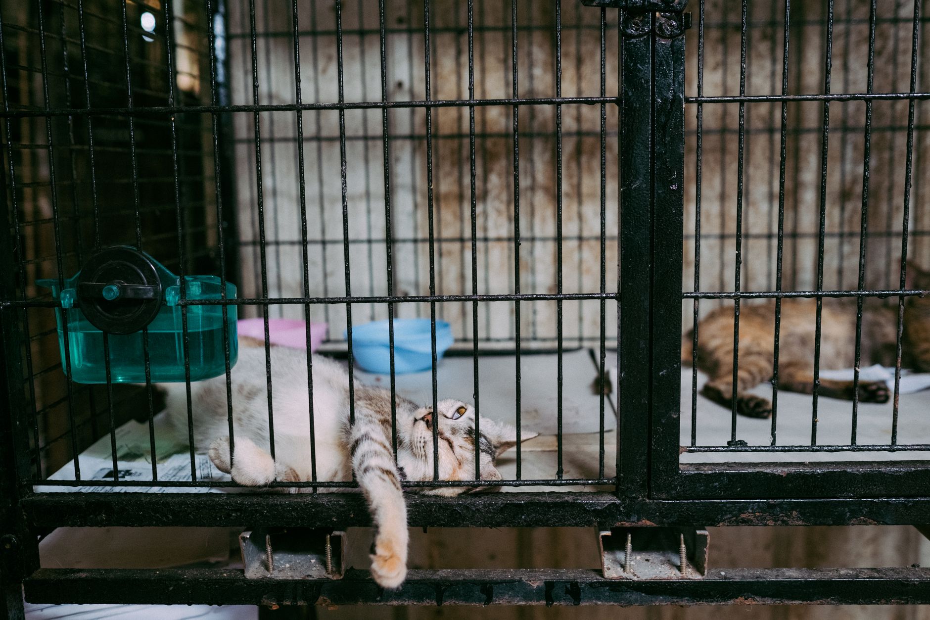 làm sao kích thích vị giác cho mèo ốm
