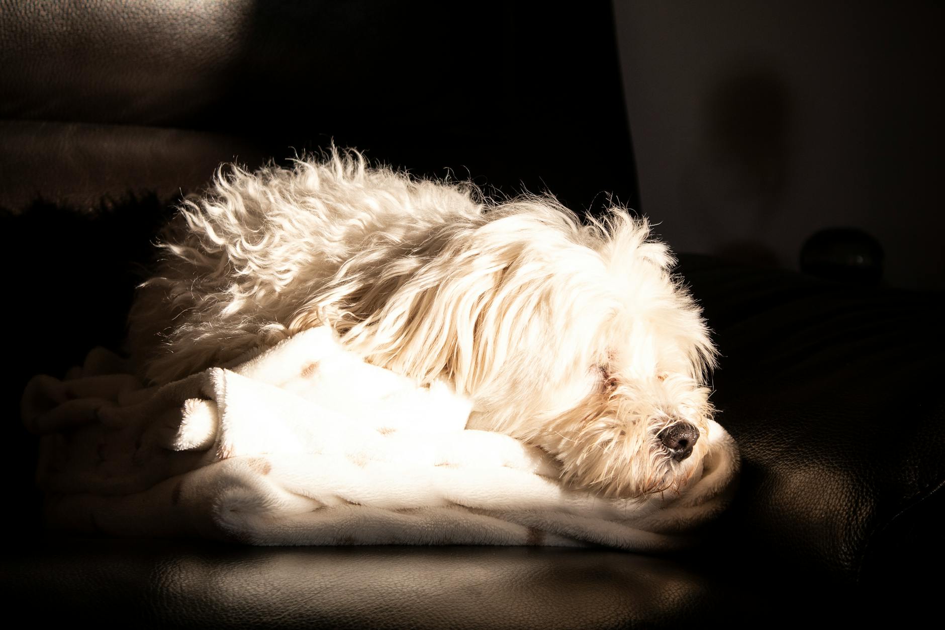 chó poodle bị phai màu lông xơ rối TPHCM