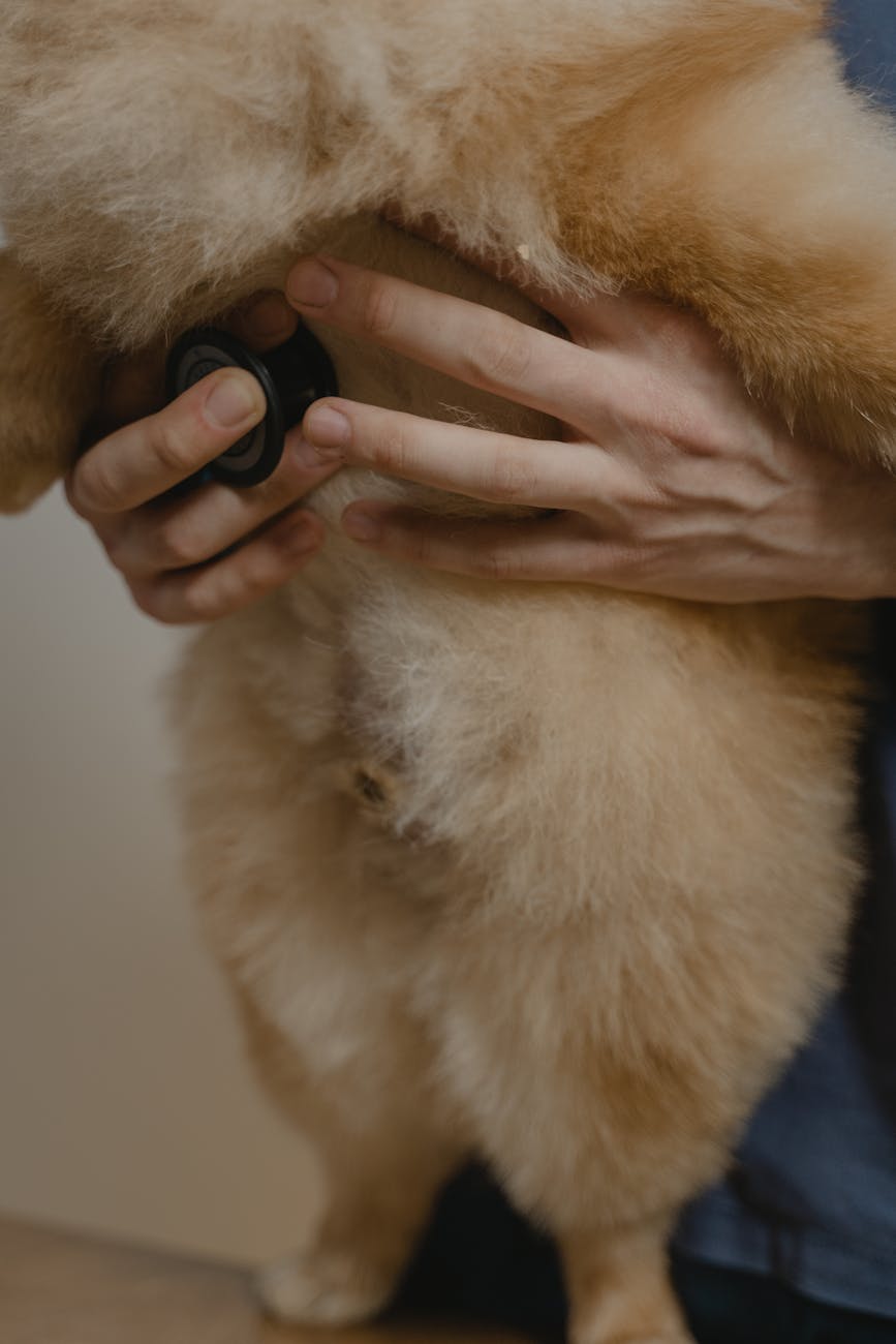 chó bị xà mâu (ghẻ demodex) mãn tính