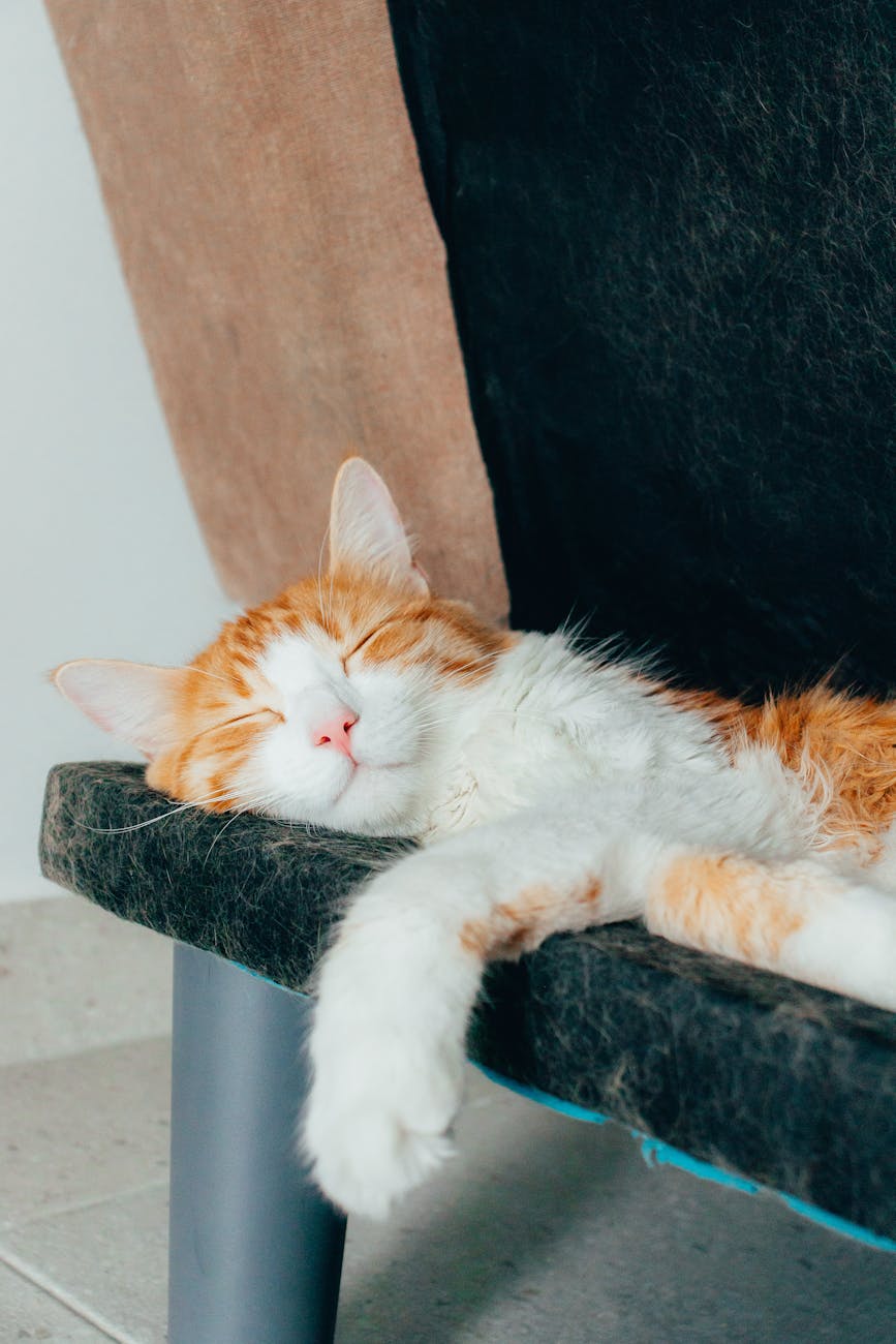mèo bị nấm tai lây lan ra mặt