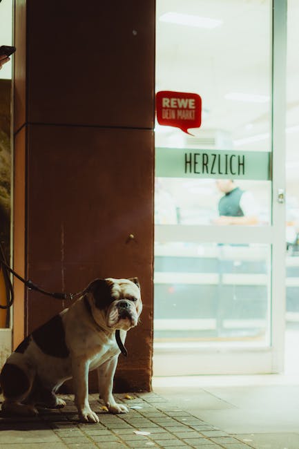 Giải pháp mở cửa hàng thú cưng cần giấy phép gì đá