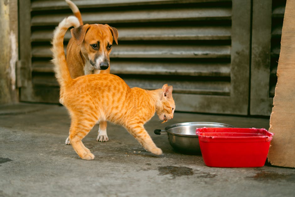 Giải pháp mở cửa hàng thú cưng cần giấy phép kinh
