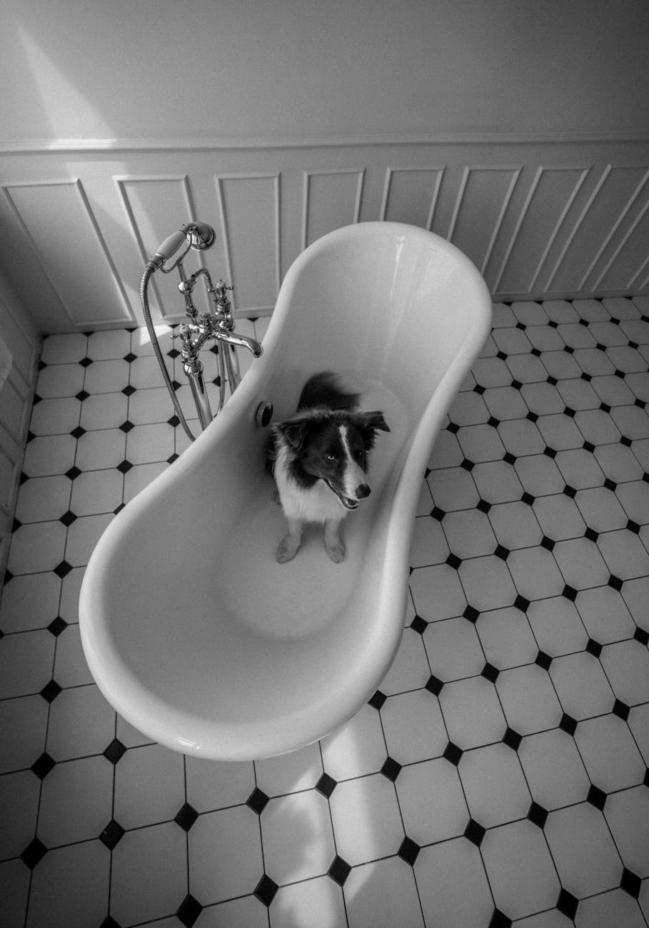 chó husky bị rụng lông từng cục lớn