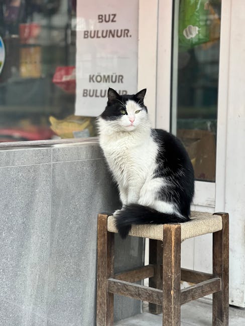 Giải pháp đánh giá bài học thất bại mở pet shop