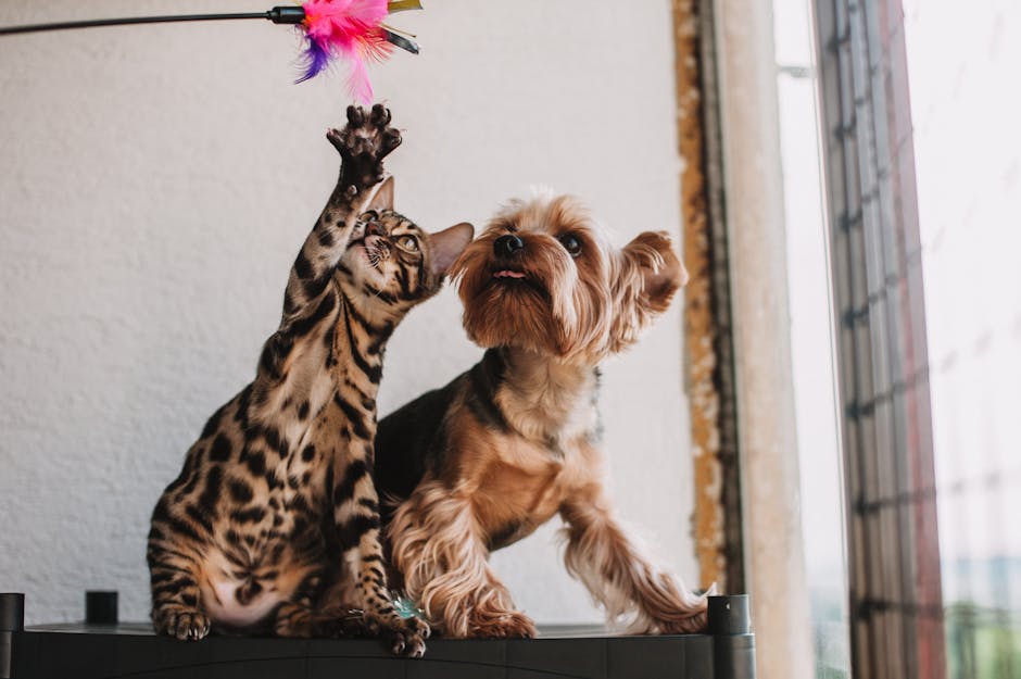 Giải pháp bài học thất bại mở pet shop cho người m