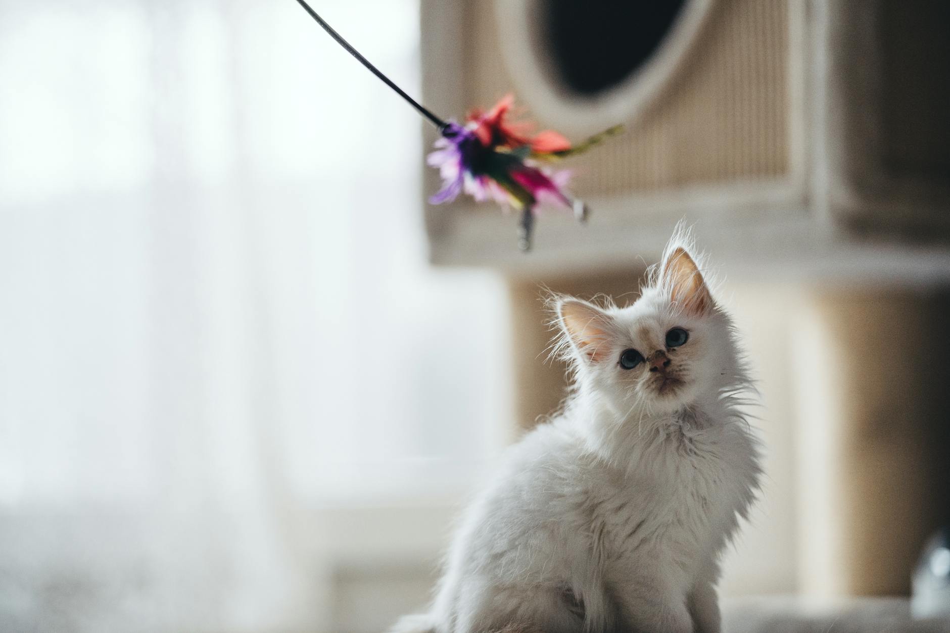 mèo bị táo bón rặn mãi không ra phân