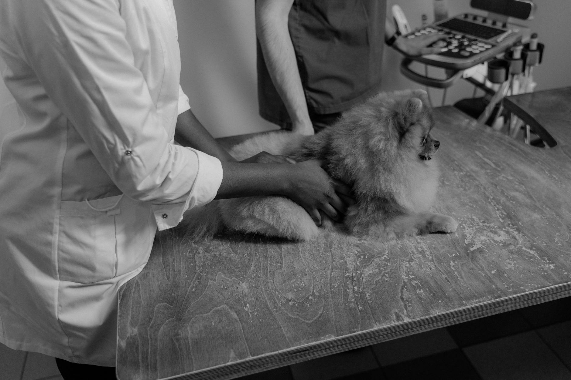 mèo bị táo bón rặn mãi không ra phân