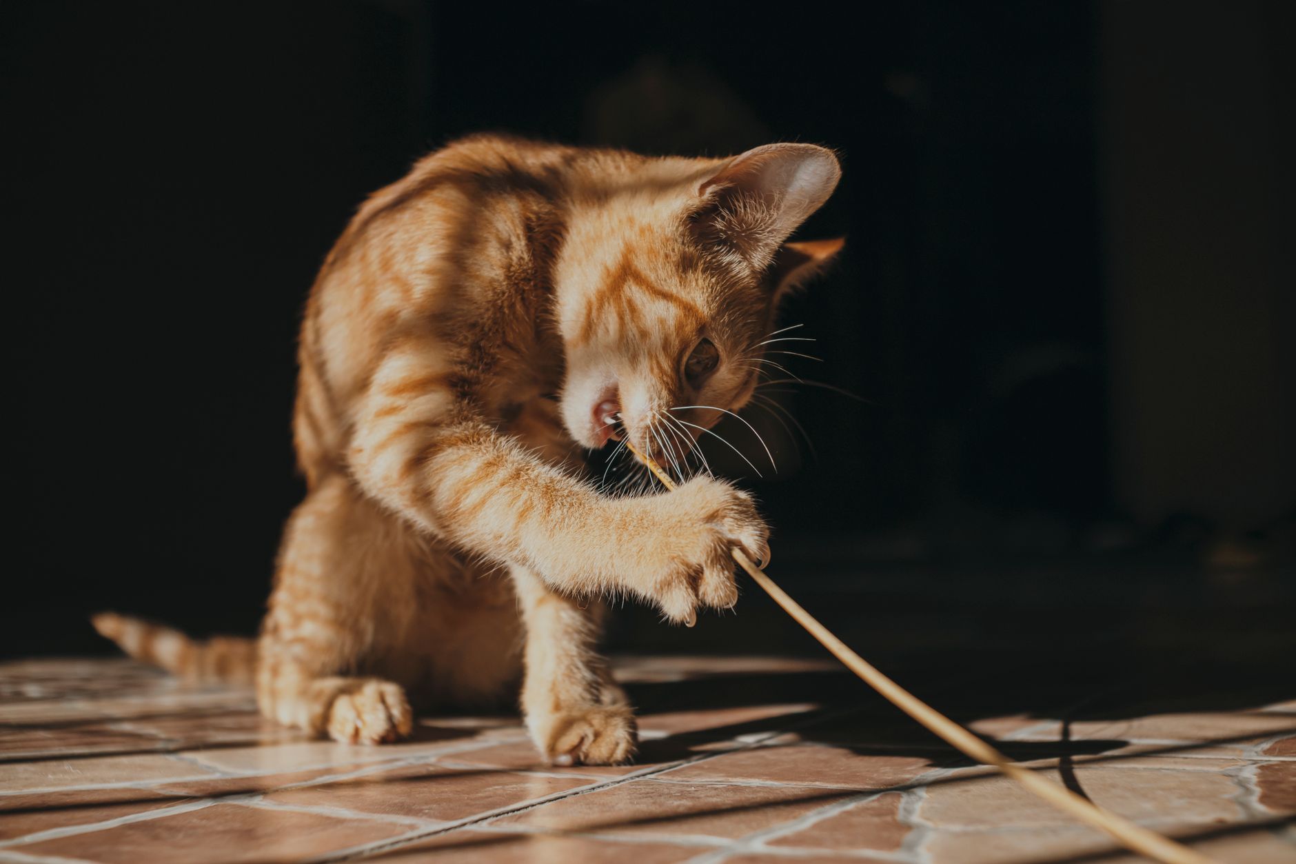 chó bị co giật động kinh toàn thân TPHCM