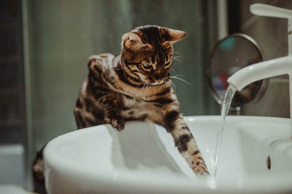Mô hình setup spa grooming uy tín