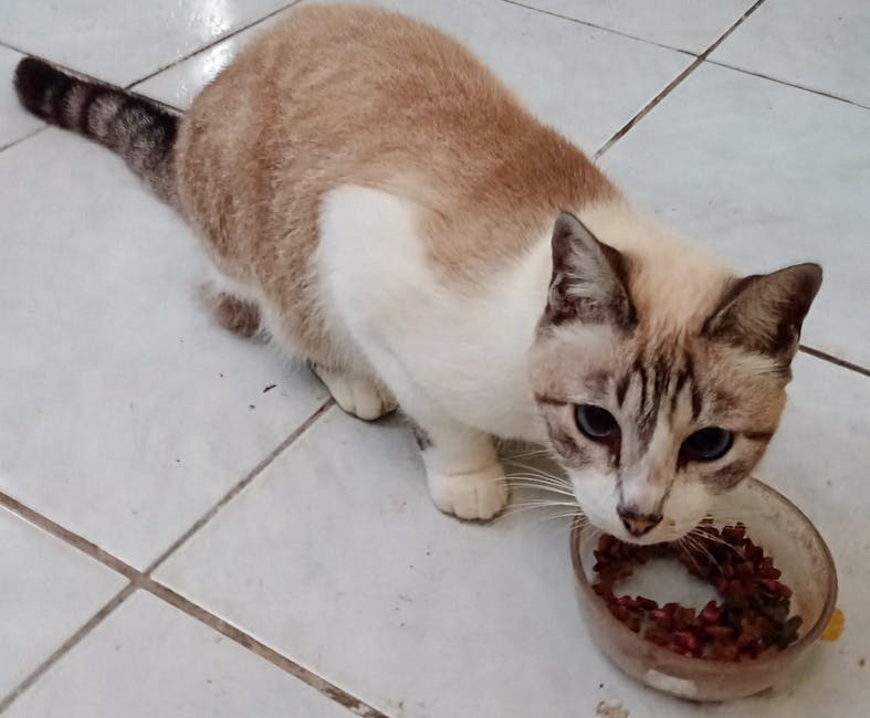 Thú y điều trị mèo bị suy thận không nên cho ăn gì