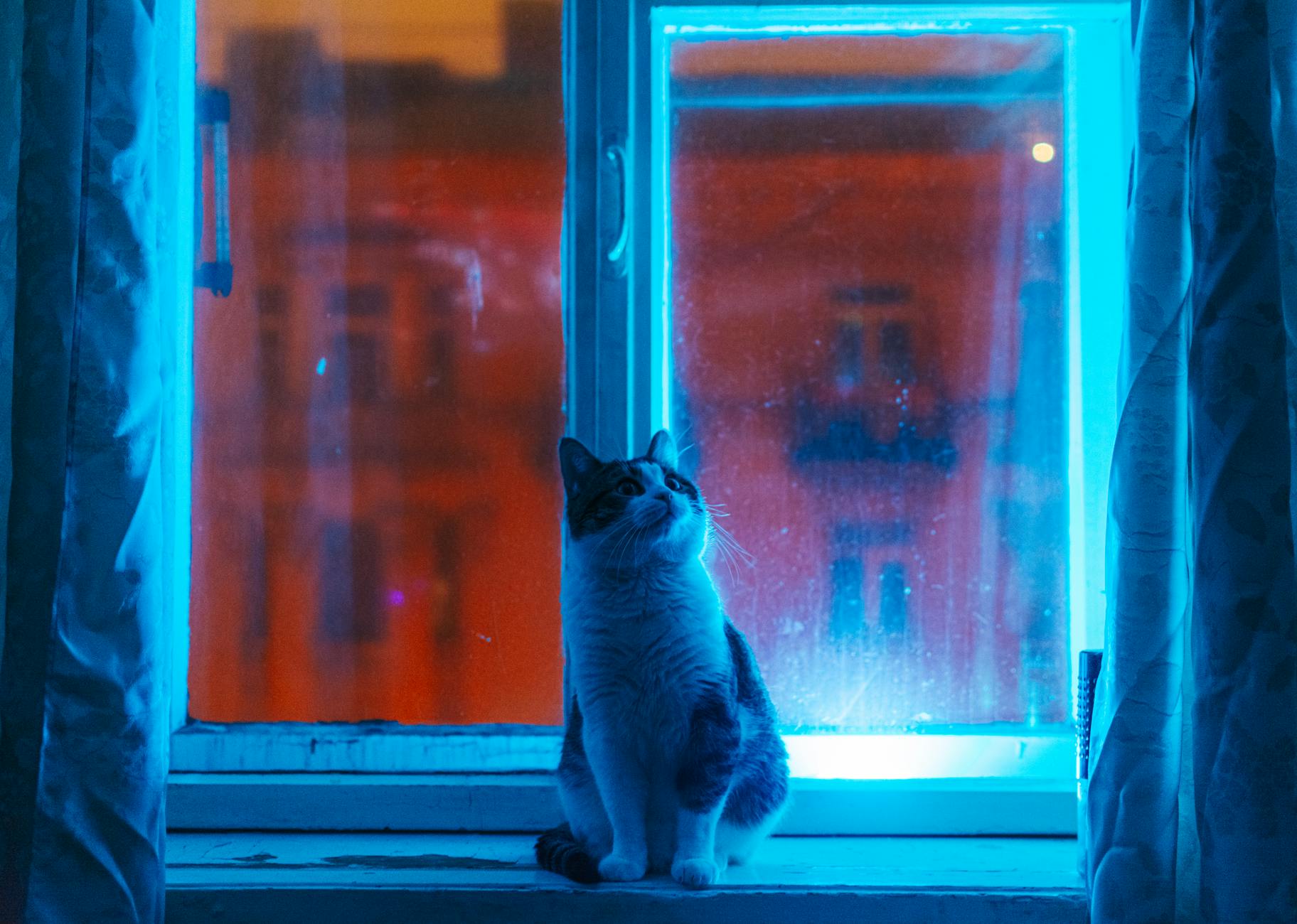 chó bị ký sinh trùng đường máu sốt rét