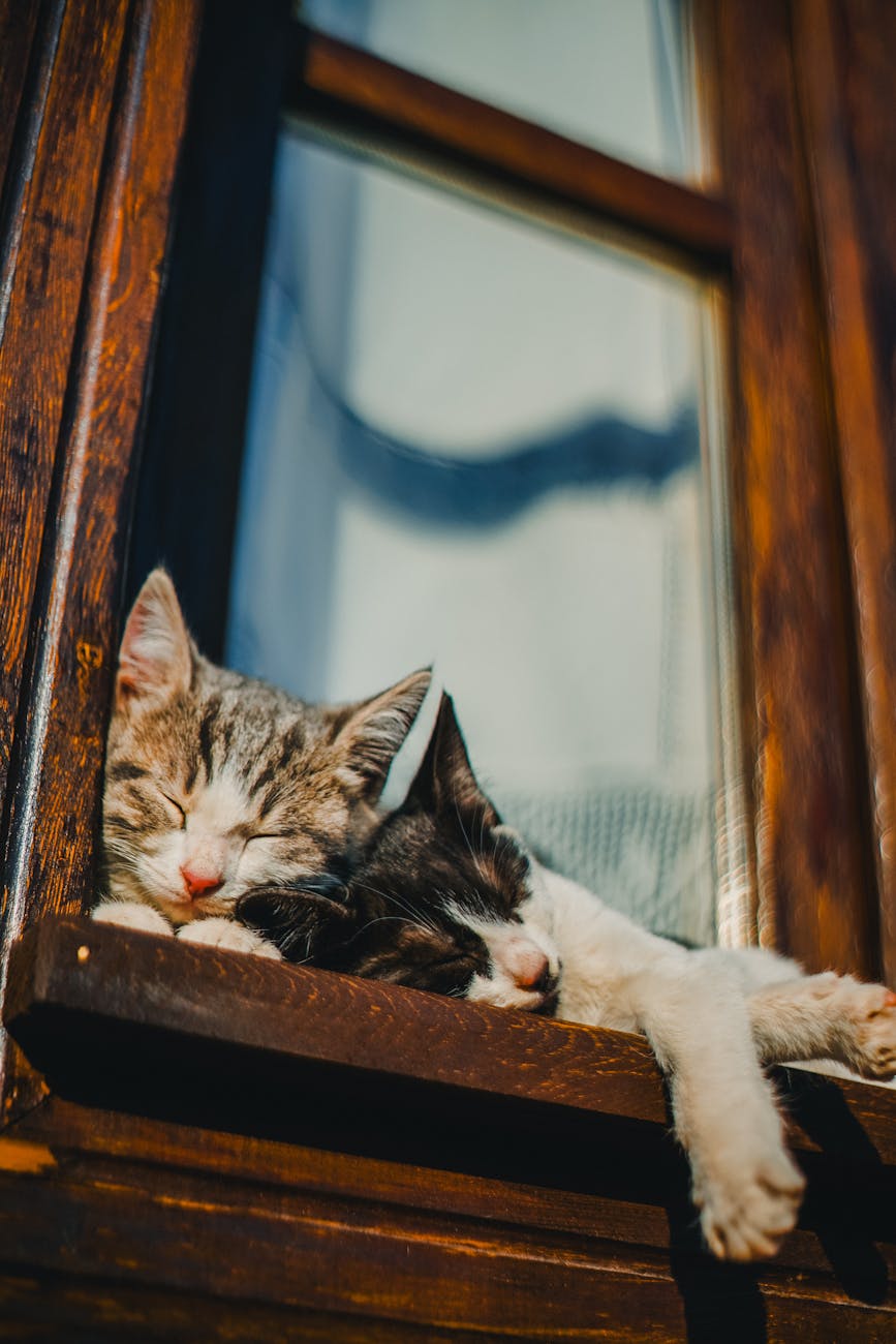 mèo bị sẩy thai chảy máu âm đạo