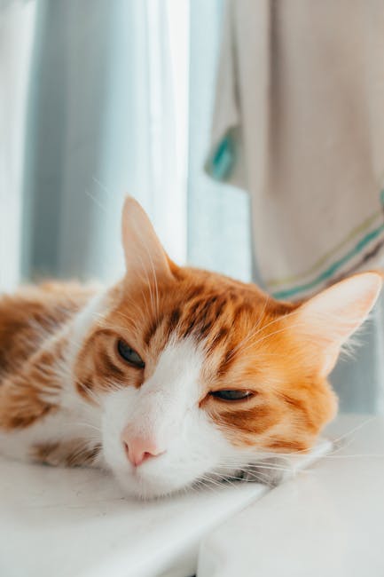 Giải pháp thiết kế spa thú cưng diện tích nhỏ kinh