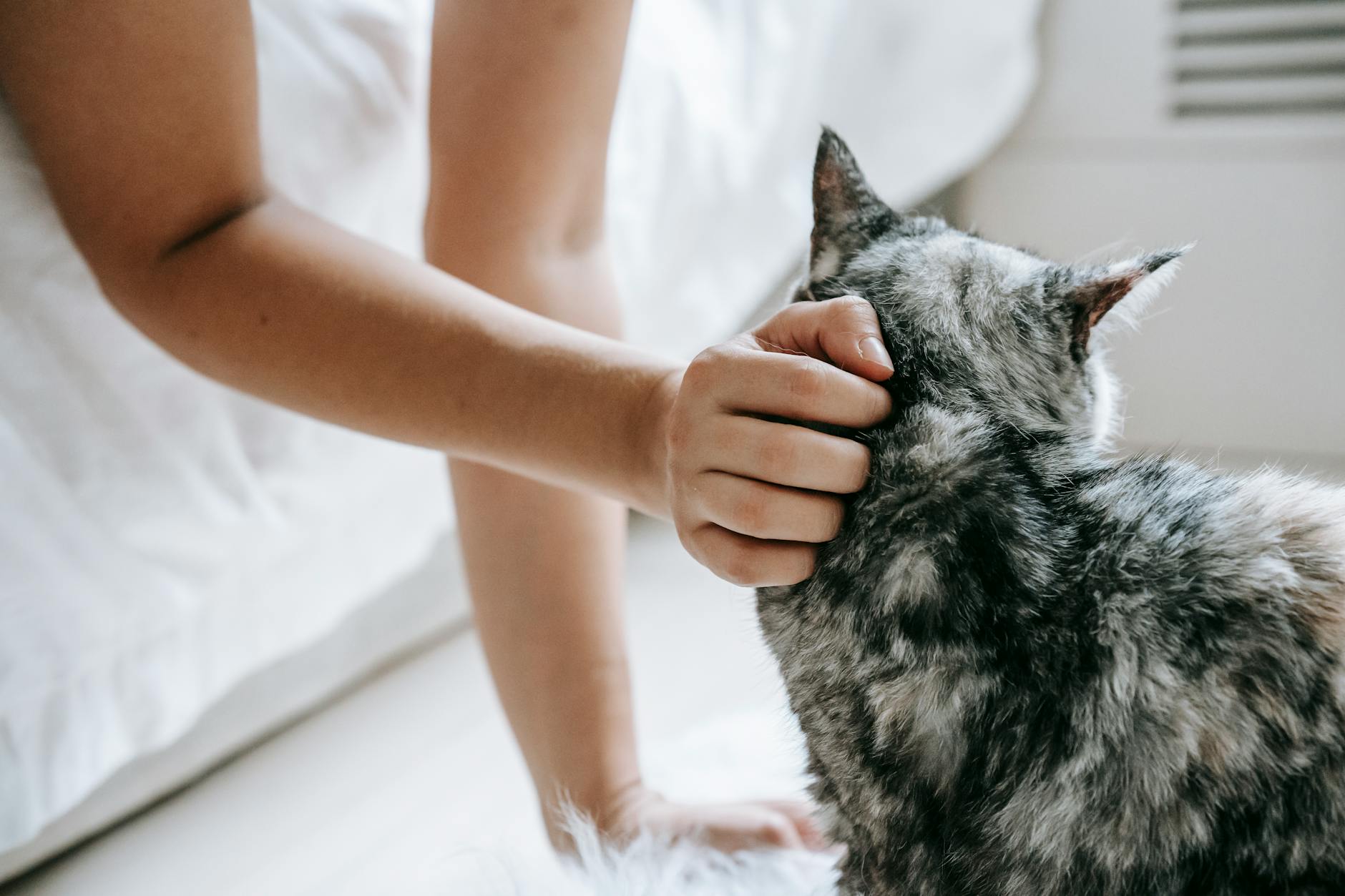 chó bị kiệt sức sau khi nôn mửa quá nhiều