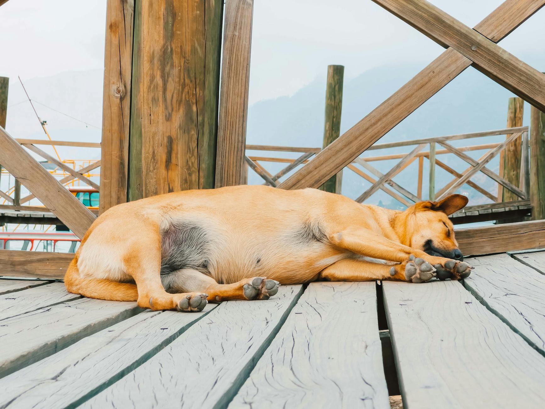 mèo bị viêm tử cung chảy mủ hôi