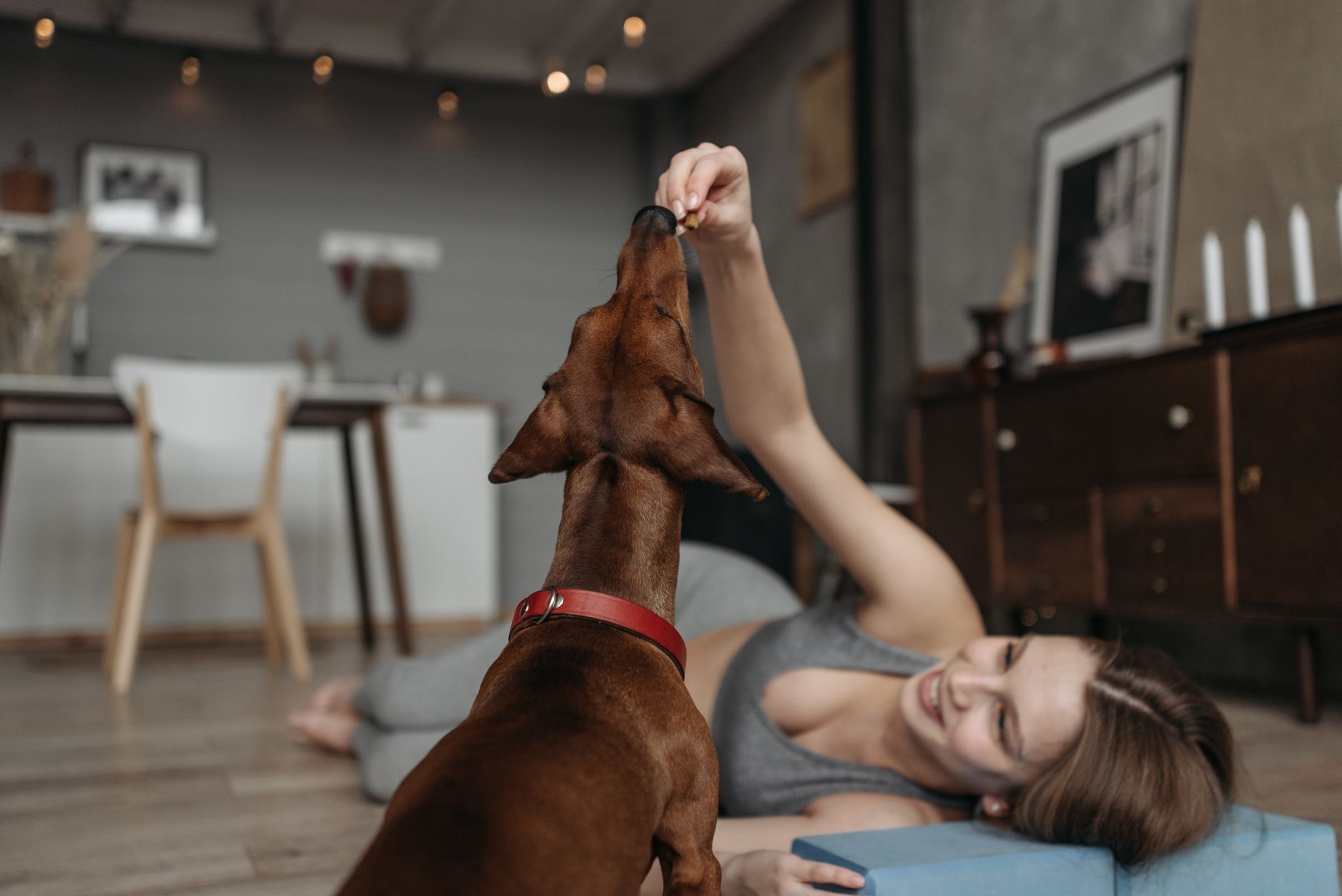 làm sao khử mùi hôi miệng ở chó già