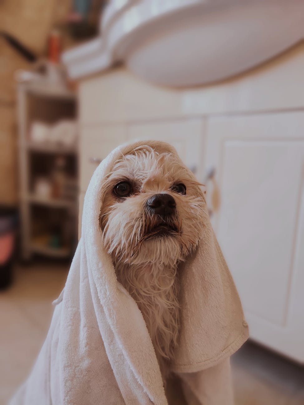phòng ngủ có mùi chó mèo ám vào quần áo TPHCM