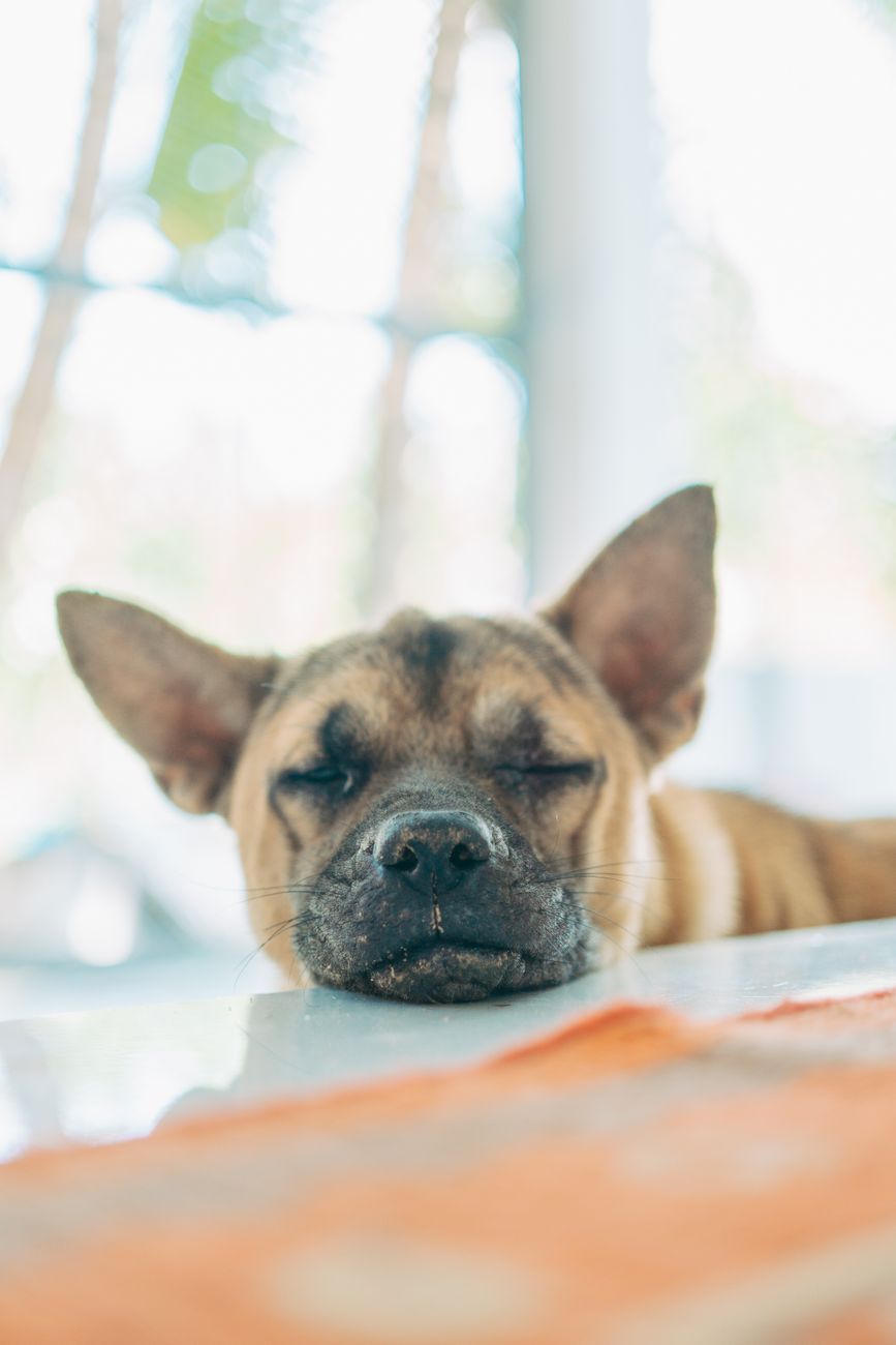 mèo đái bậy vào giày dép làm sao hết mùi