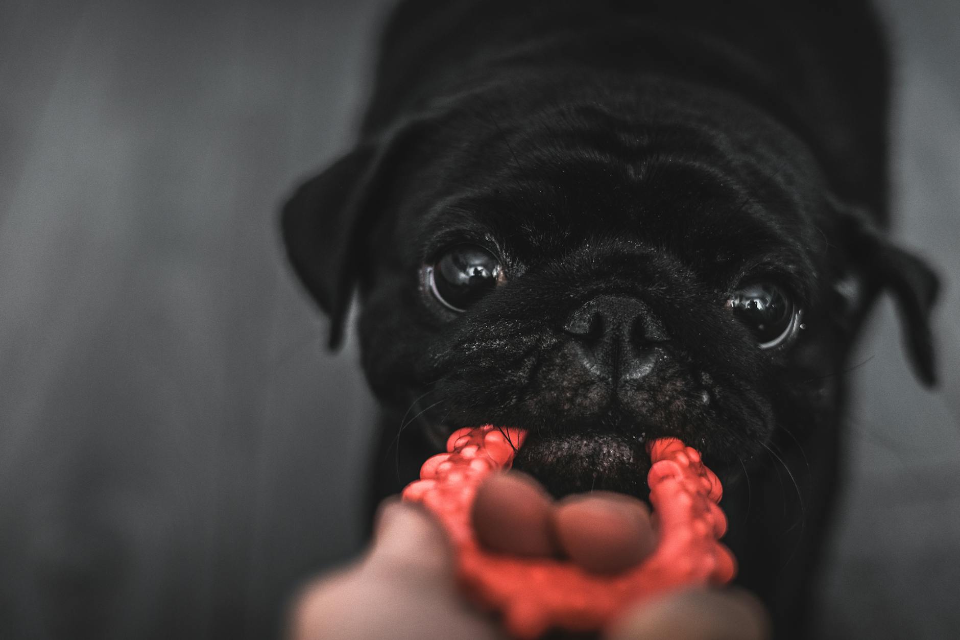 mèo đái bậy vào giày dép làm sao hết mùi