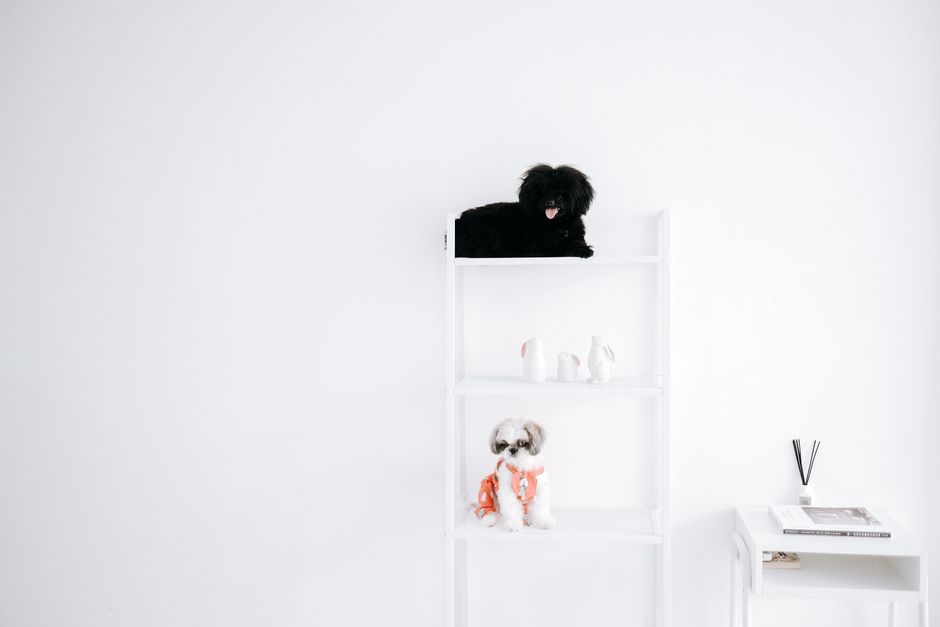 Mô hình mua marketing cho pet shop giá rẻ