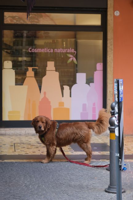 Mô hình cách thu hút khách đến pet shop