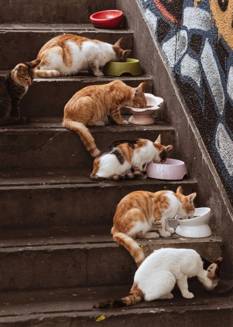 Giải pháp cách thu hút khách đến pet shop