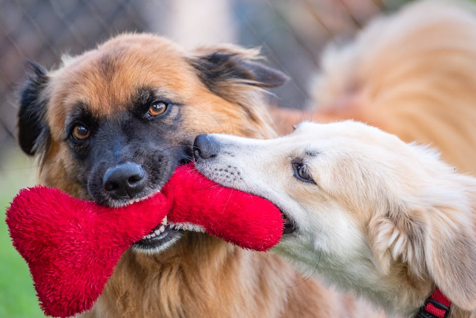 Giải pháp cách thu hút khách đến pet shop tại tphc
