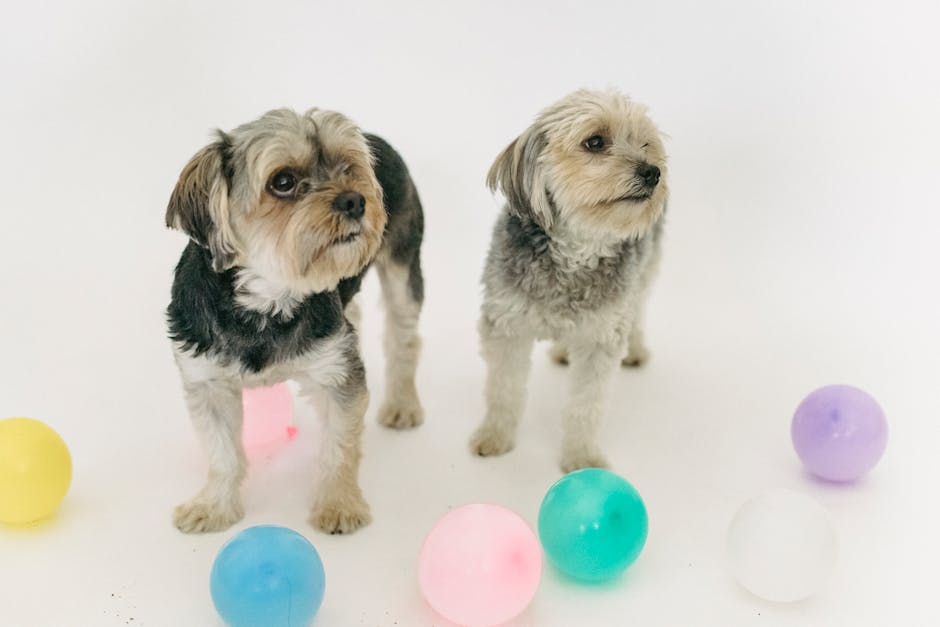 Mô hình cách thu hút khách đến pet shop uy tín