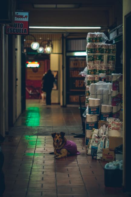 Giải pháp cách thu hút khách đến pet shop uy tín