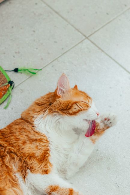 Thú y điều trị mèo bầu ăn pate loại nào an toàn cho tha