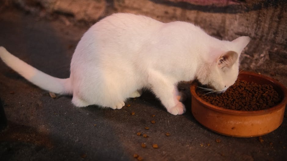 Minh họa triệu chứng mèo bầu ăn pate loại nào an toàn cho tha