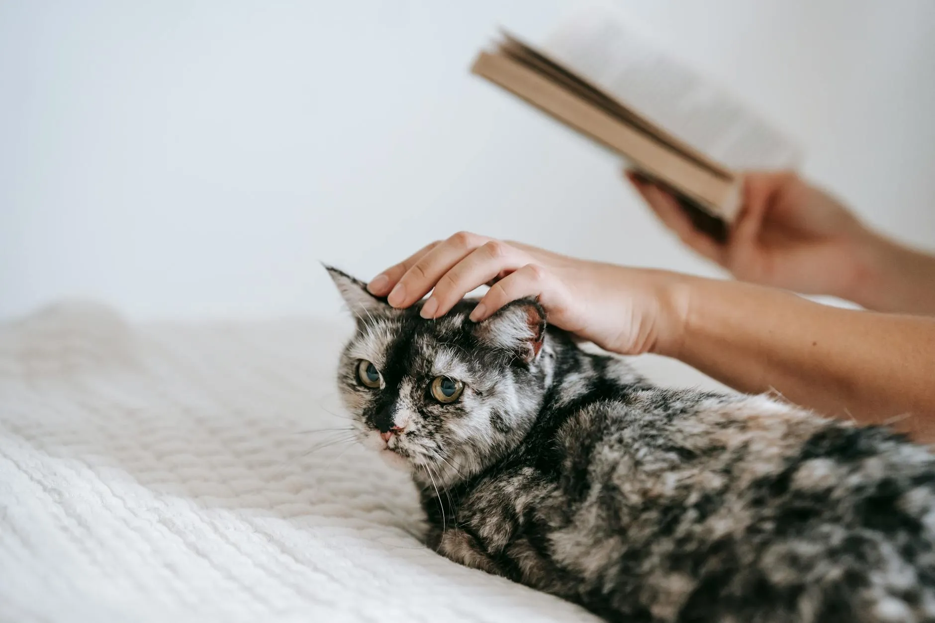 chó bị tiêu chảy