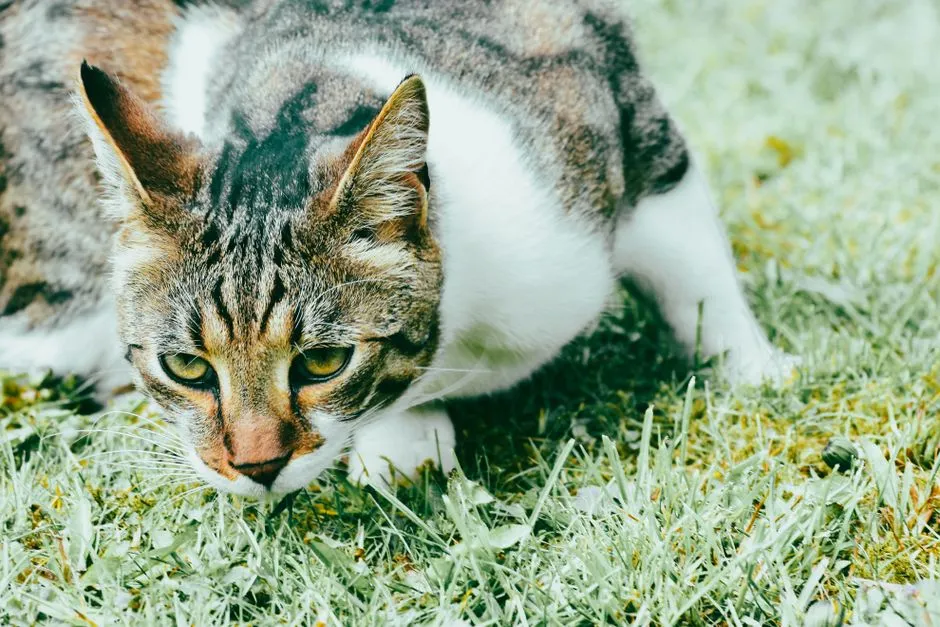 Giải pháp cách marketing cho pet hotel hiệu quả tạ