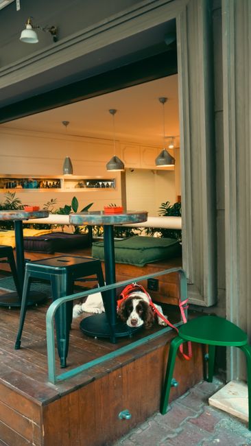 Minh họa triệu chứng pet shop biên hòa đồng nai uy tín chất l