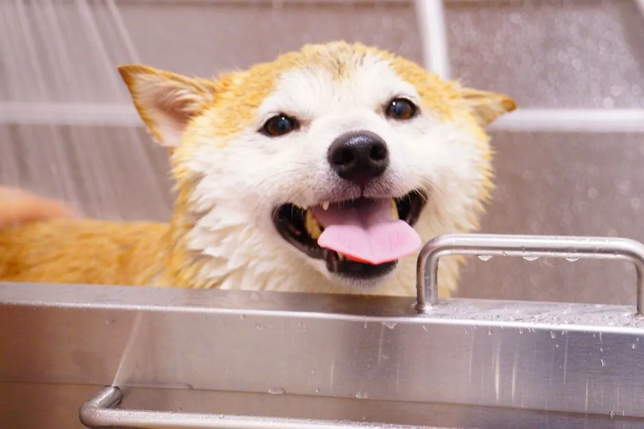 Giải pháp cách thu hút khách hàng spa chó mèo