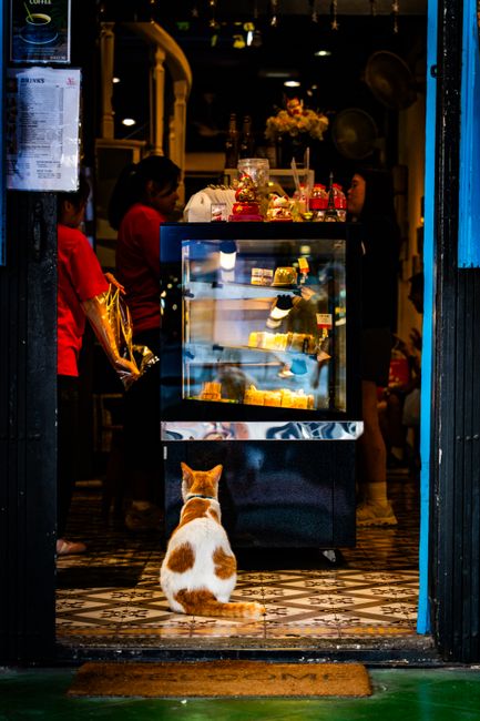 Minh họa triệu chứng cửa hàng phụ kiện thú cưng mỹ tho tiền g