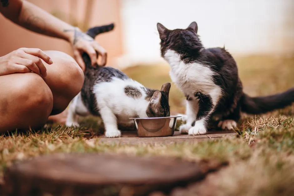 Mô hình kpi cho nhân viên pet shop uy tín