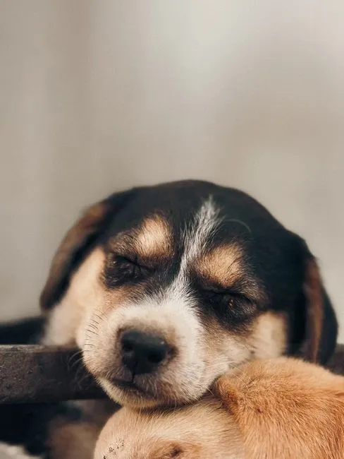 Mô hình lựa chọn phần mềm quản lý pet hotel tốt 