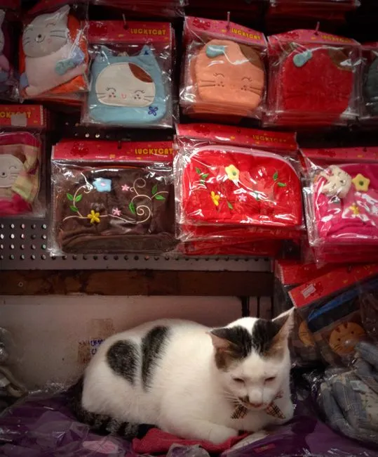 Mô hình hệ thống pos cho pet shop giá rẻ