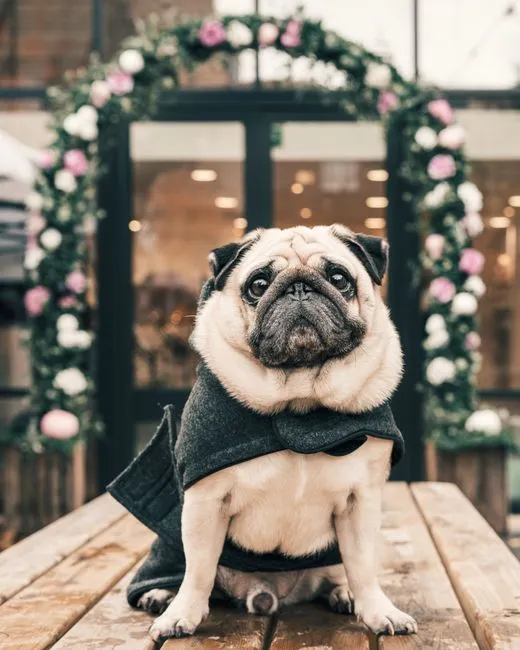 Mô hình hệ thống pos cho pet shop uy tín