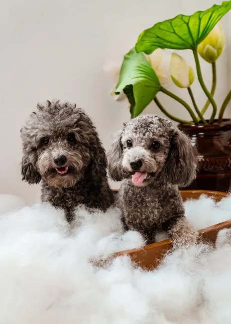 Giải pháp spa chó mèo phong cách nhật giá rẻ