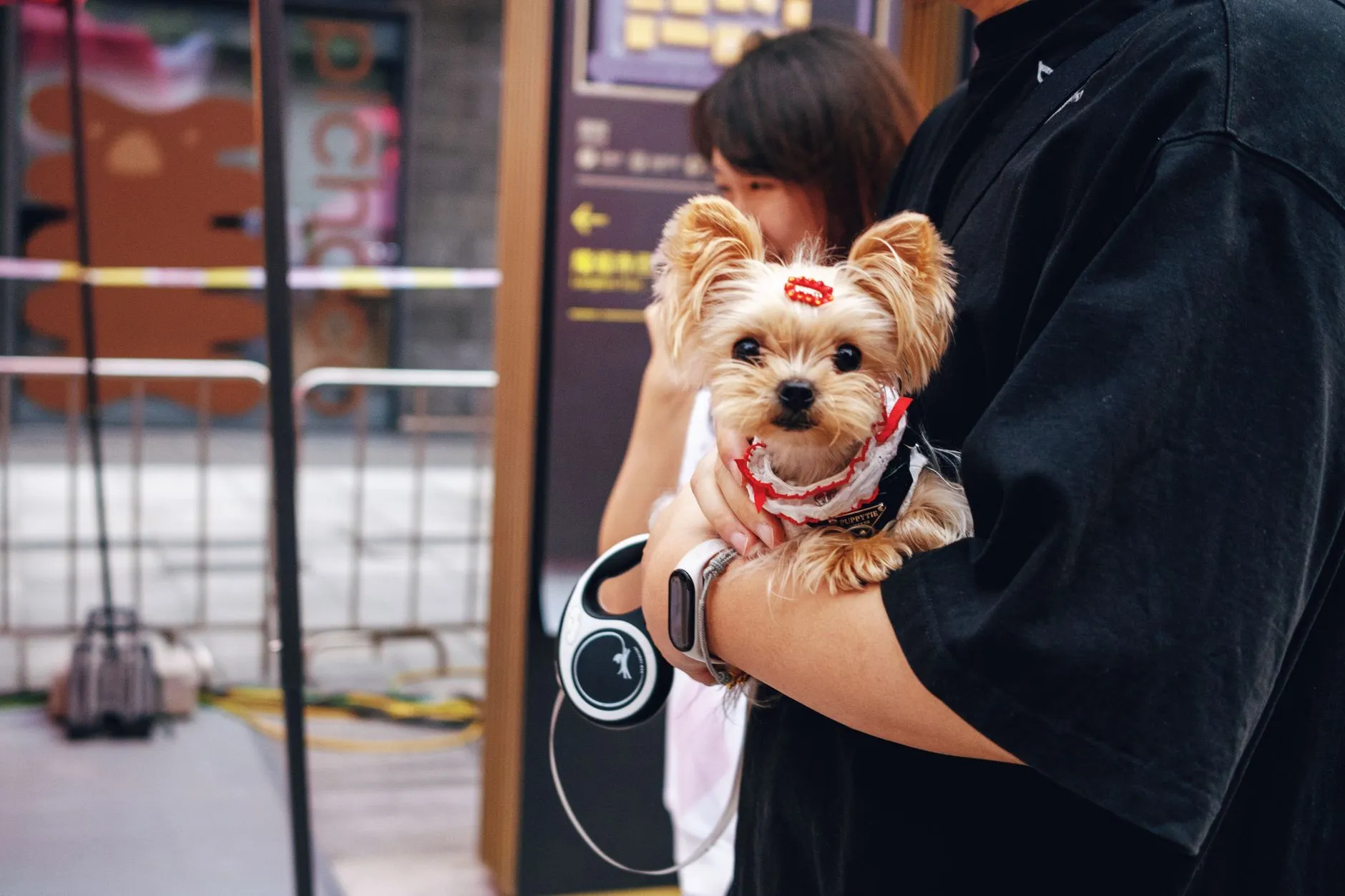 bột dinh dưỡng cho mèo