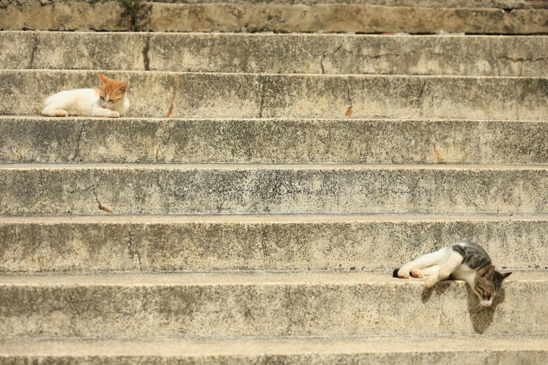 cách làm mượt lông mèo