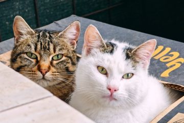 Men khử khuẩn cát vệ sinh - Hình ảnh minh họa chuẩn y khoa Ecopets (1)