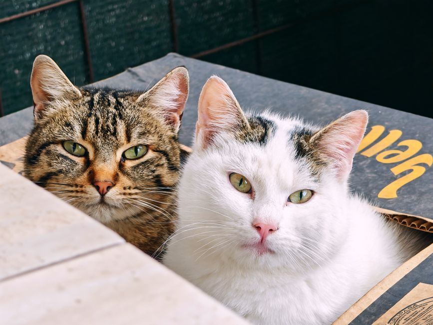 Cách khử mùi chậu cát mèo - Hướng dẫn chăm sóc thú cưng khoa học Ecopets