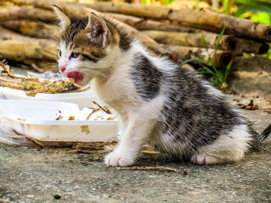 Chà bông dinh dưỡng cho thú cưng - Hướng dẫn chăm sóc thú cưng khoa học Ecopets